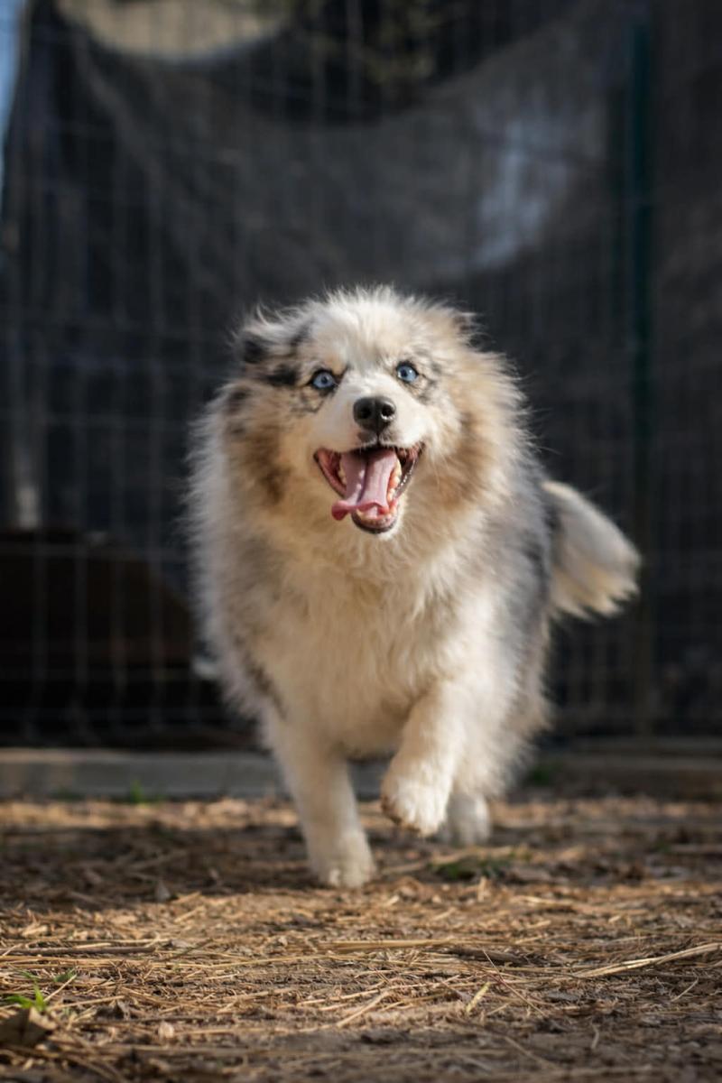 Tiana Femelle Pomsky