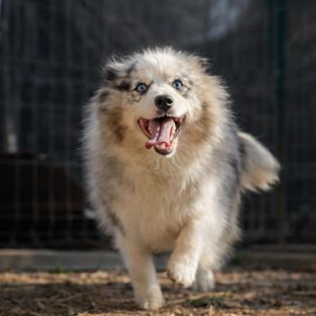 chien Pomsky Tiana Elevage des petits bouts du bonheur