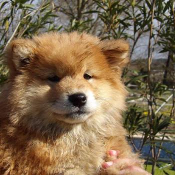 chiot Shiba Fauve Ayana Elevage des petits bouts du bonheur