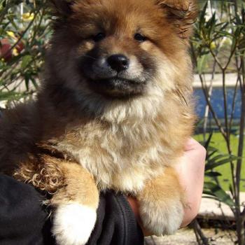 chiot Shiba fauve masque noir Ayden Elevage des petits bouts du bonheur