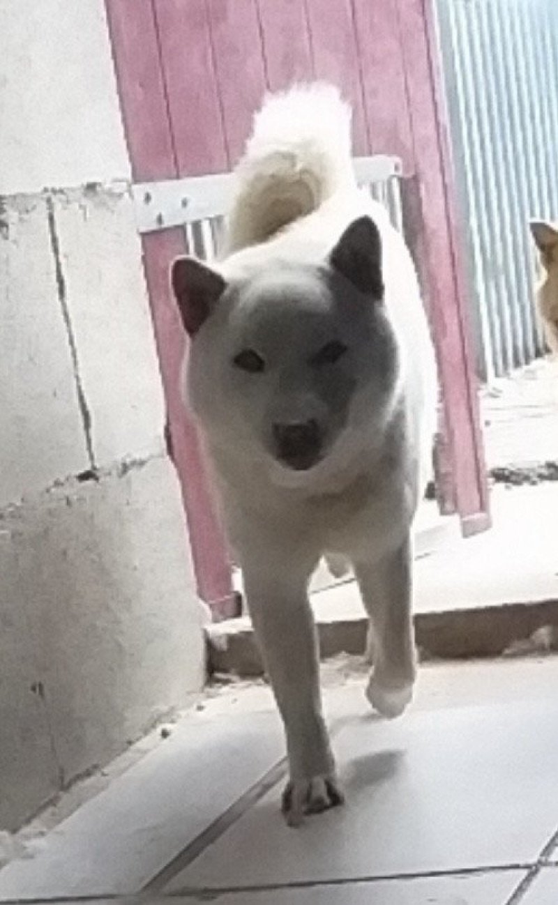 Neige Mâle Shiba