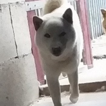 chien Shiba NEIGE Elevage des petits bouts du bonheur