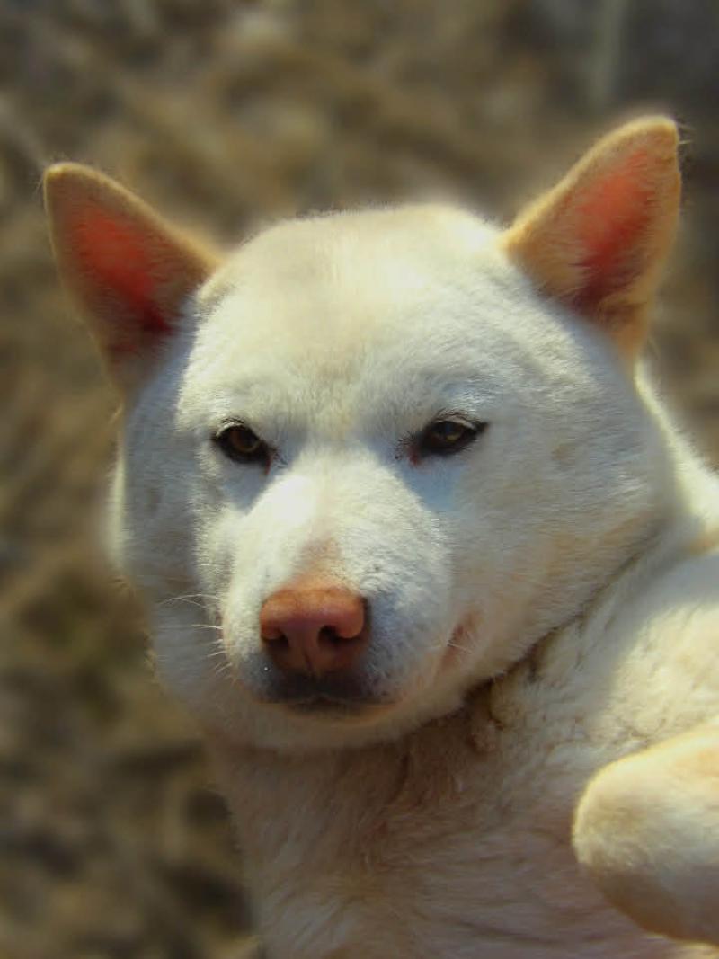 Petale Femelle Shiba