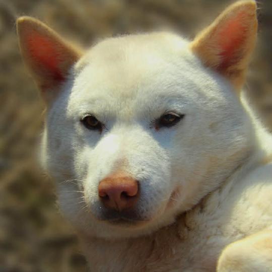 Petale Femelle Shiba