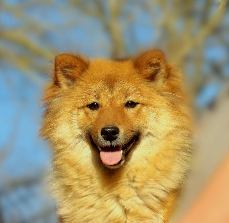 Vahina Shiba Femelle Shiba