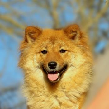 chien Shiba Vahina Elevage des petits bouts du bonheur