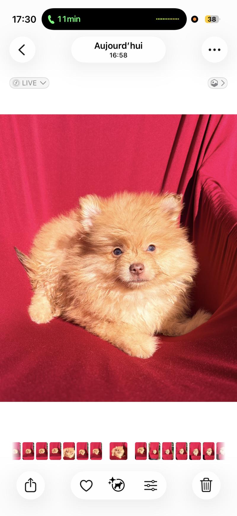 Baiko Mâle Spitz allemand