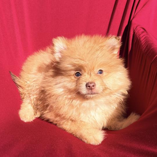 Baiko Mâle Spitz allemand