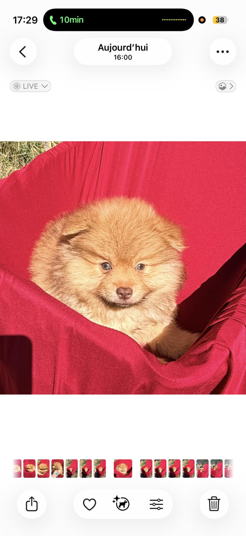 Balou Mâle Spitz allemand