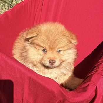 chiot Spitz allemand Sable Balou Elevage des petits bouts du bonheur