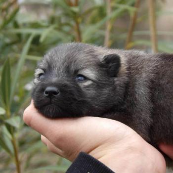 chiot Spitz allemand gris loup Baya Elevage des petits bouts du bonheur