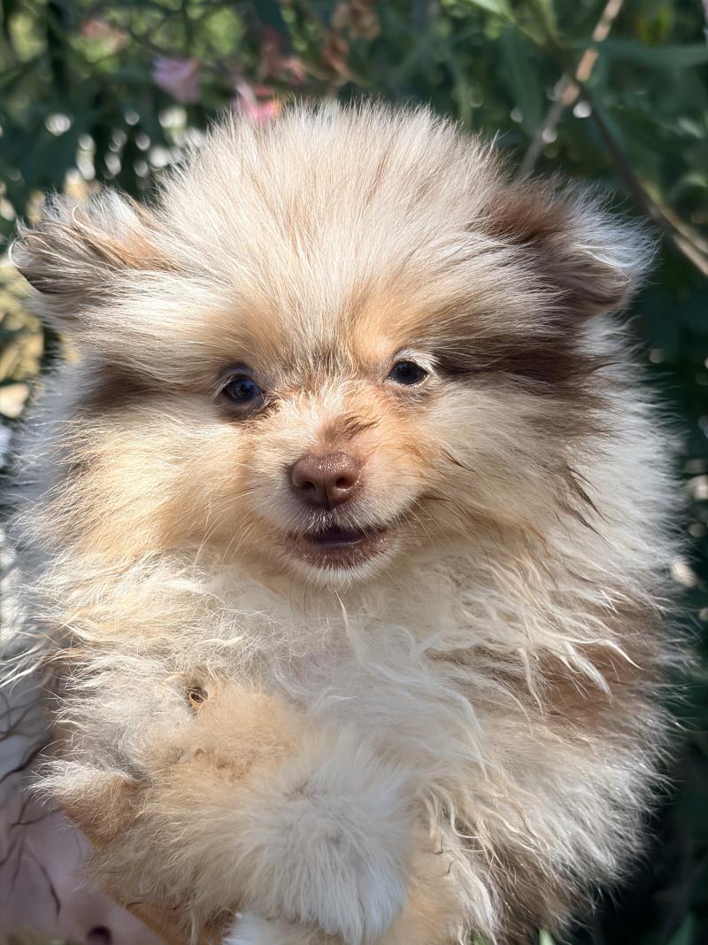 Bekie Femelle Spitz allemand