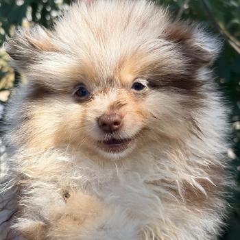 chiot Spitz allemand Chocolat merle Bekie Elevage des petits bouts du bonheur