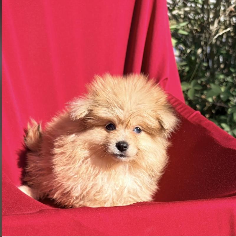 Belle Femelle Spitz allemand