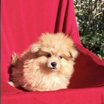 chiot Spitz allemand Sable Belle Elevage des petits bouts du bonheur