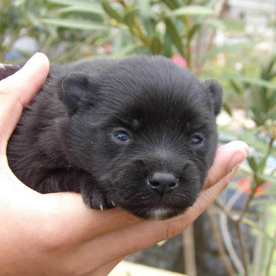 Bess Femelle Spitz allemand