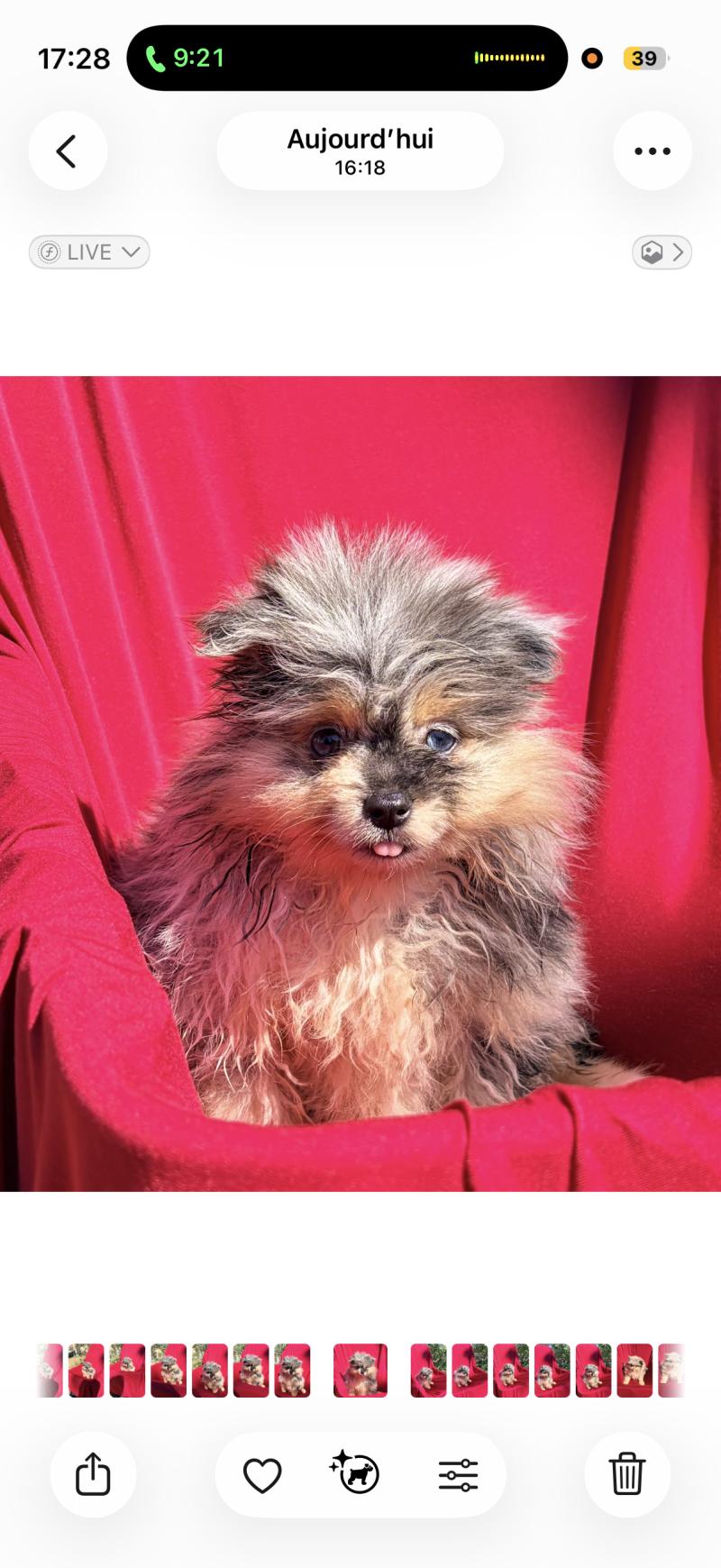 Bess Femelle Spitz allemand