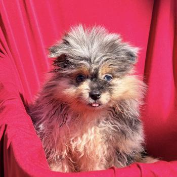 chiot Spitz allemand Bleu merle Bess Elevage des petits bouts du bonheur