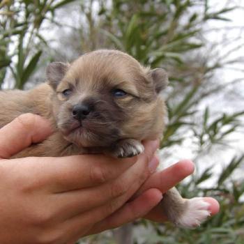 chiot Spitz allemand Fauve Blaco Elevage des petits bouts du bonheur