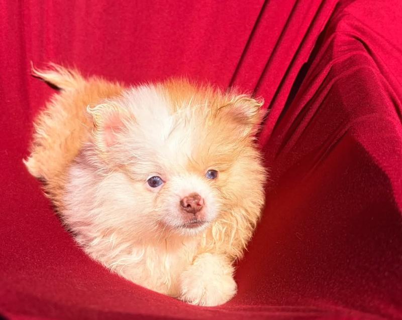 boys Mâle Spitz allemand