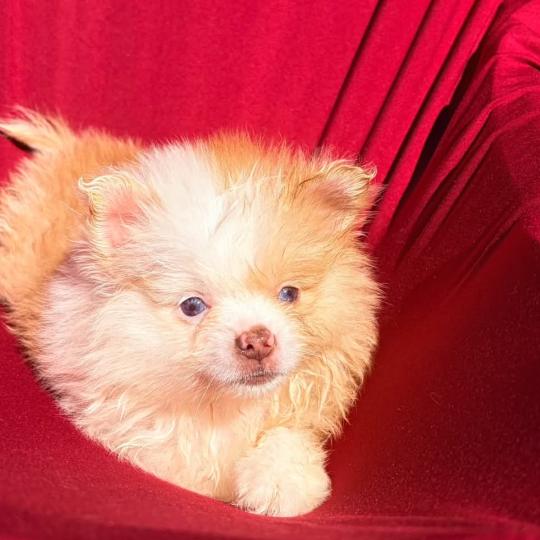 boys Mâle Spitz allemand