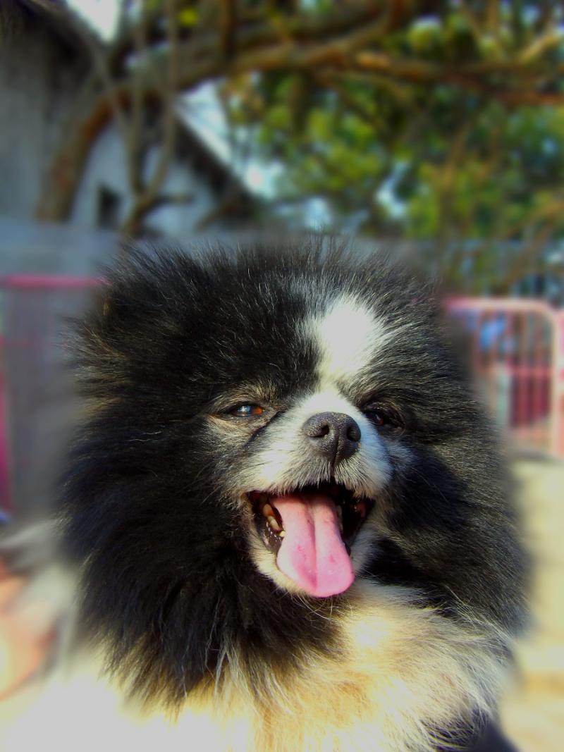 Hugo Mâle Spitz allemand