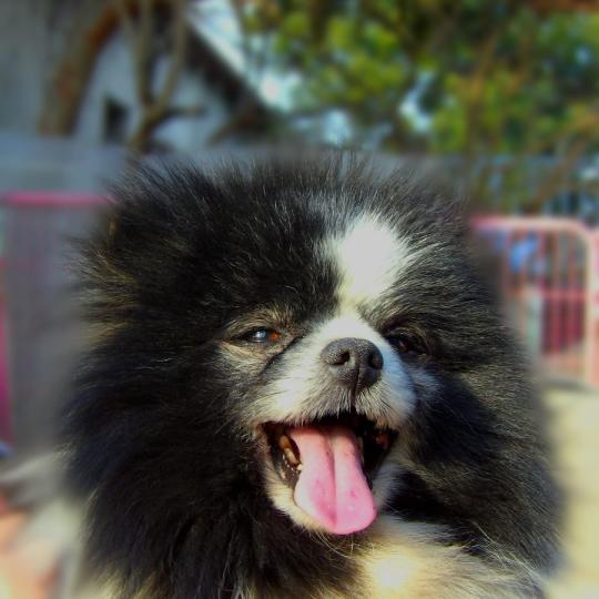 Hugo Mâle Spitz allemand