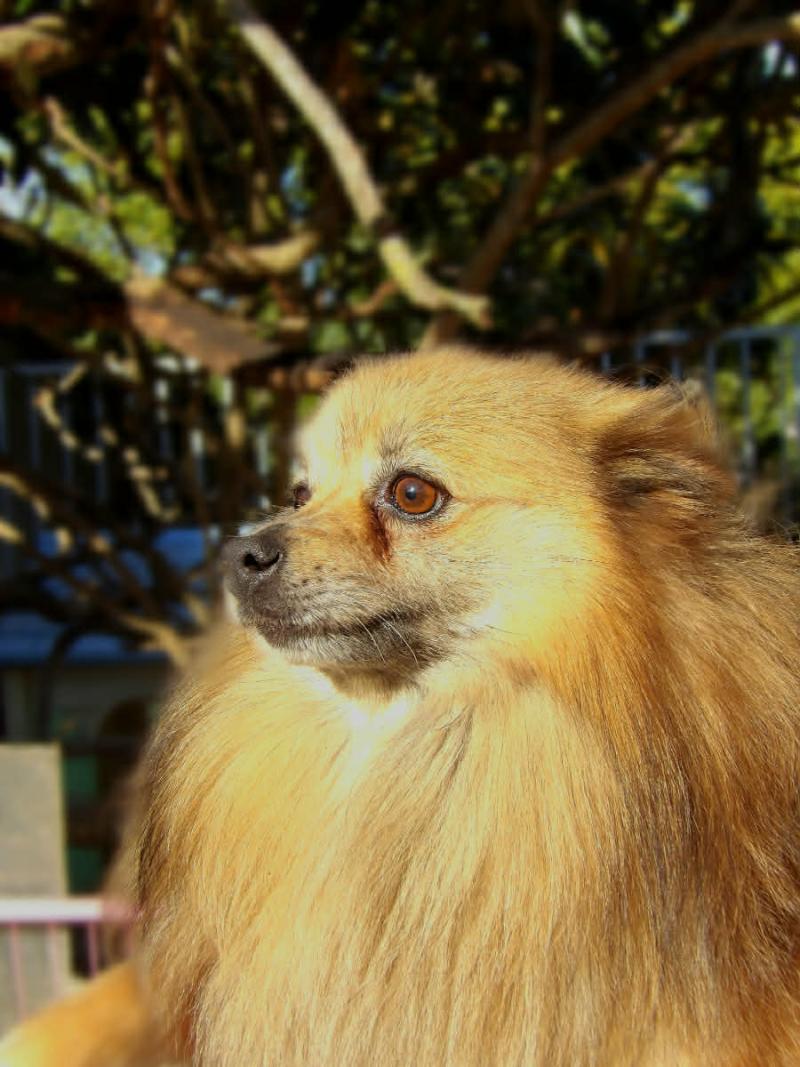 OBBY Mâle Spitz allemand