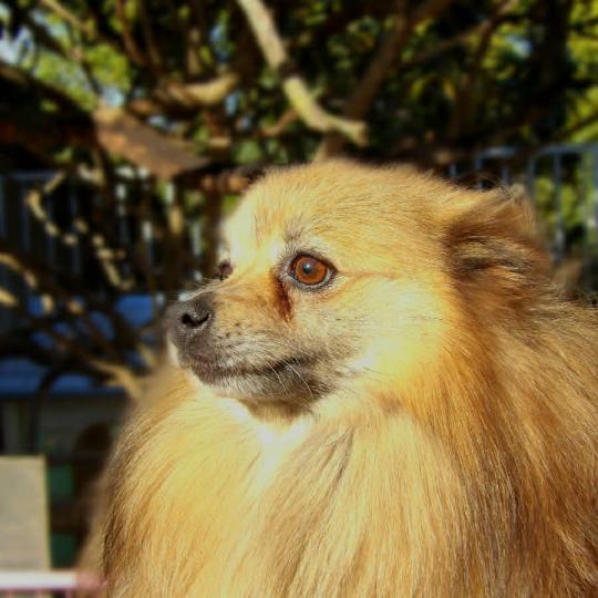 OBBY Mâle Spitz allemand