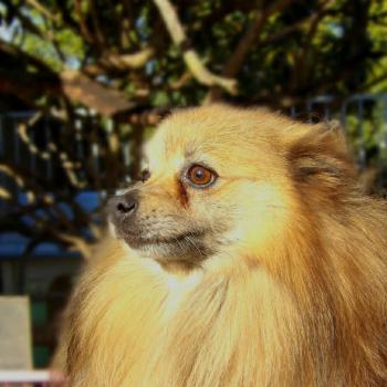 OBBY Mâle Spitz allemand