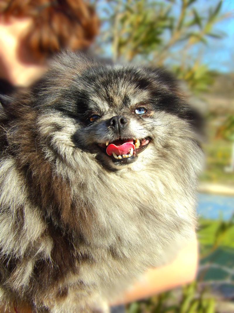 Ramses Femelle Spitz allemand