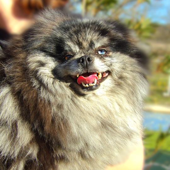 Ramses Femelle Spitz allemand