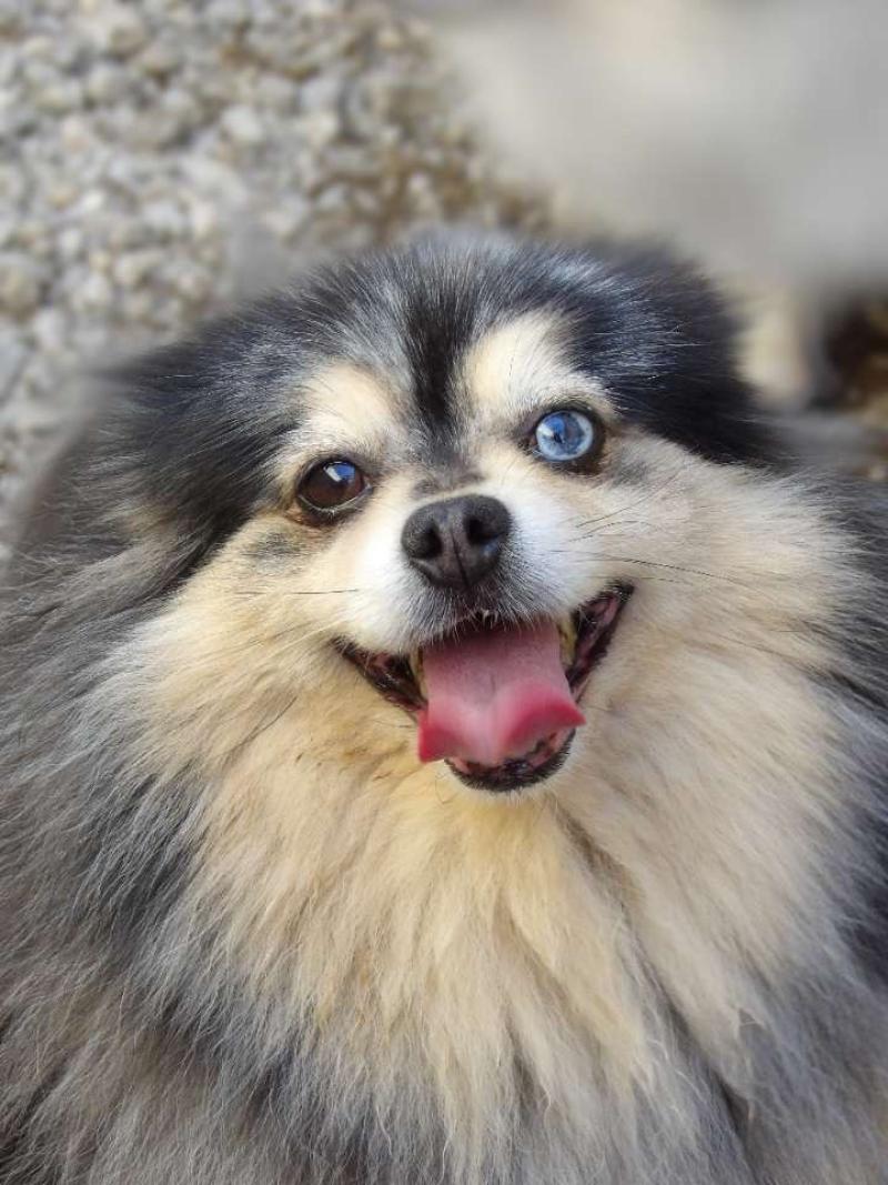 Rihanna Femelle Spitz allemand