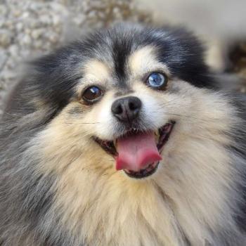 chien Spitz allemand Rihanna Elevage des petits bouts du bonheur