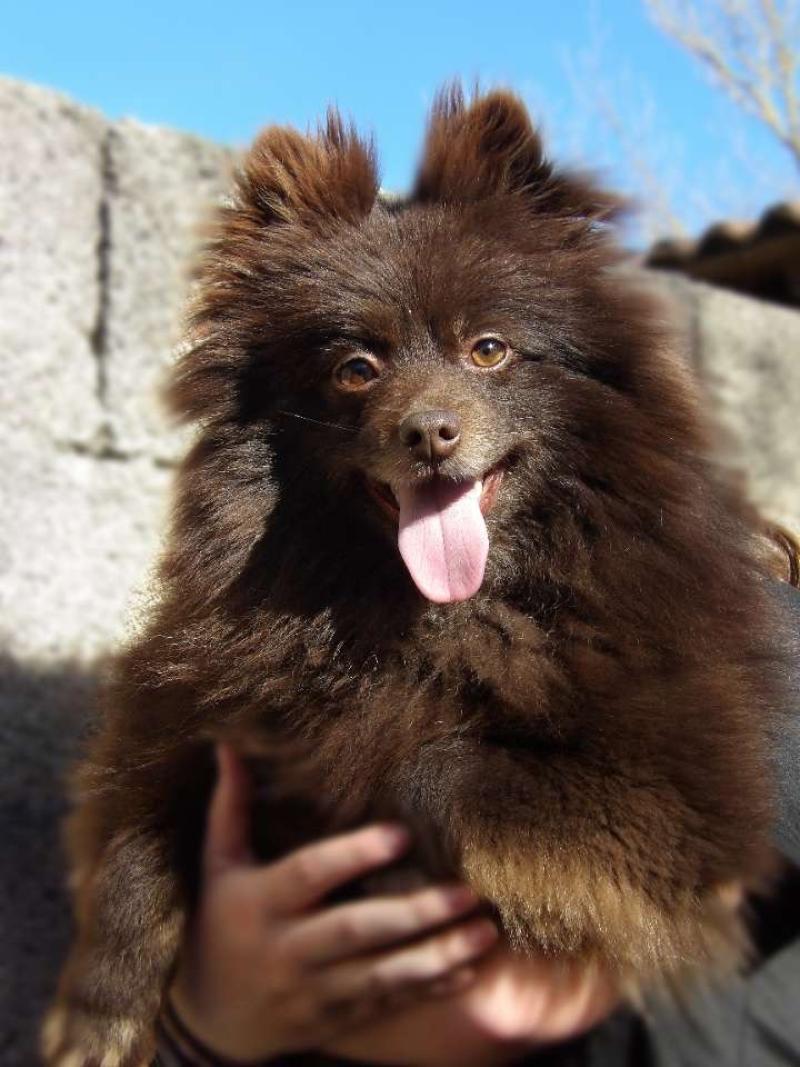 Ulane Femelle Spitz allemand