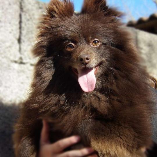Ulane Femelle Spitz allemand