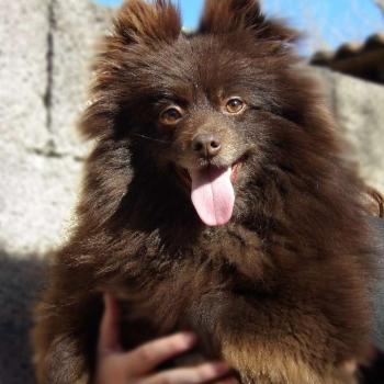 chien Spitz allemand Ulane Elevage des petits bouts du bonheur