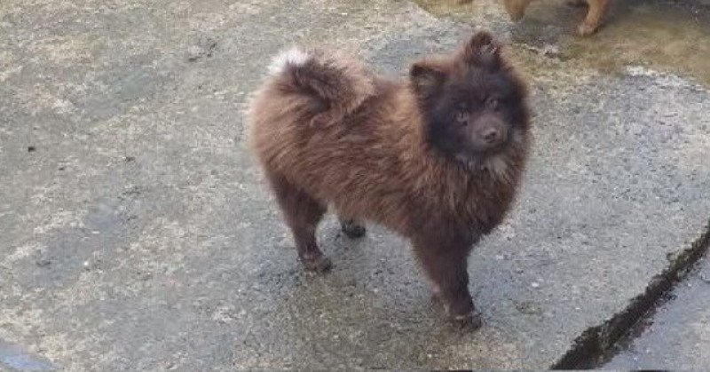 Ulane Femelle Spitz allemand