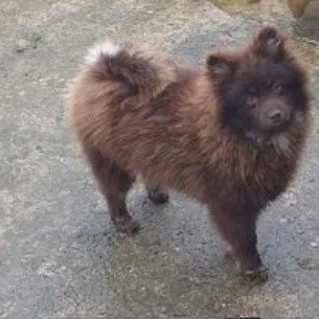chien Spitz allemand ULANE Elevage des petits bouts du bonheur
