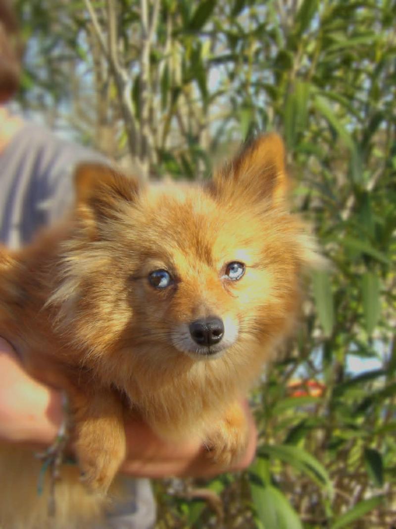 Upsilone Femelle Spitz allemand