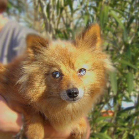 Upsilone Femelle Spitz allemand