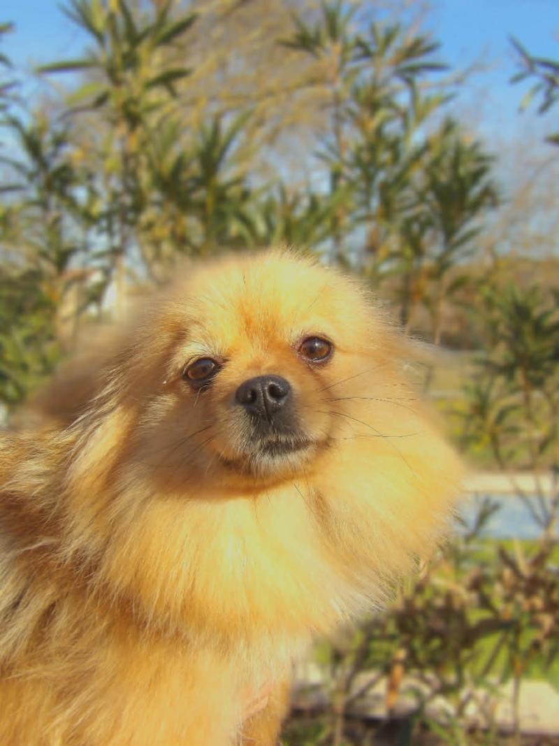 Ushaïa Femelle Spitz allemand