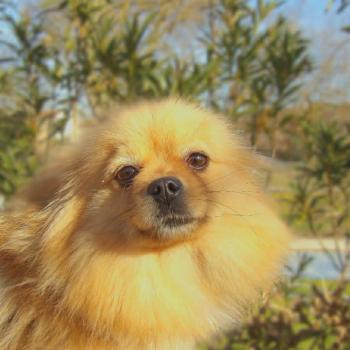 chien Spitz allemand Ushaïa Elevage des petits bouts du bonheur