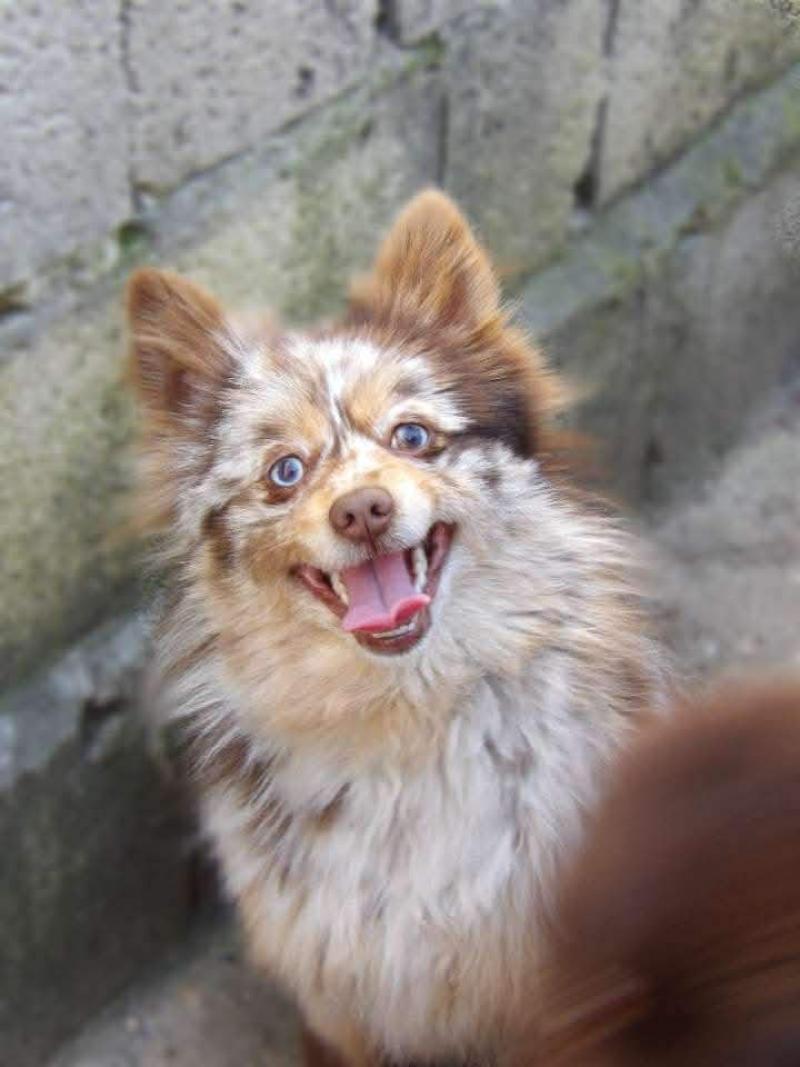 Vahina Femelle Spitz allemand