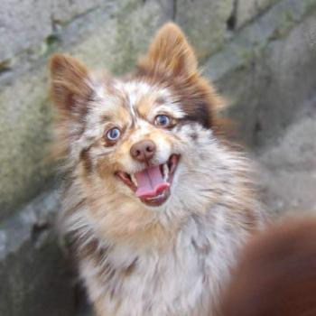 chien Spitz allemand Merle chocolat Vahina Elevage des petits bouts du bonheur