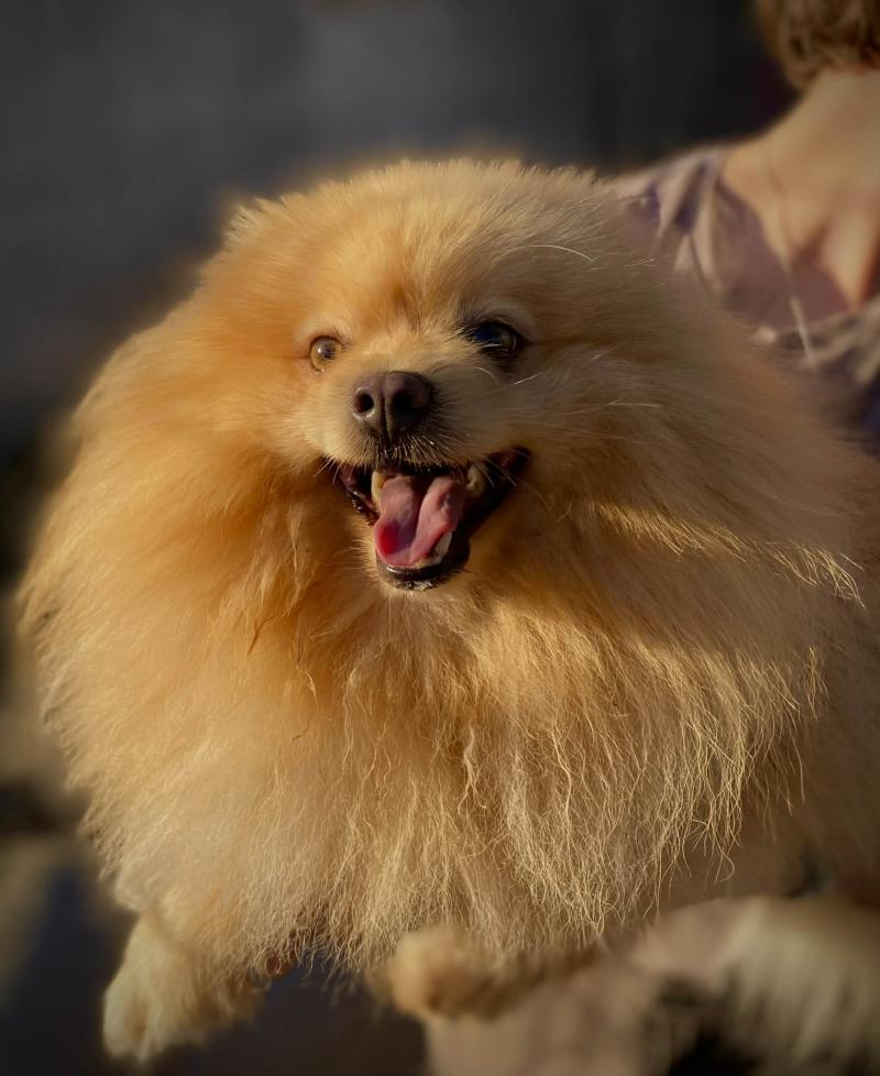 Viky-Hermes Mâle Spitz allemand