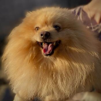 chien Spitz allemand crème Viky-Hermes Elevage des petits bouts du bonheur