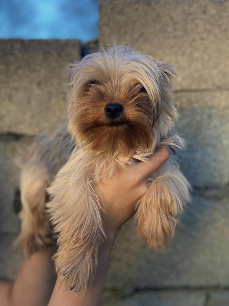 Aimy Femelle Yorkshire terrier