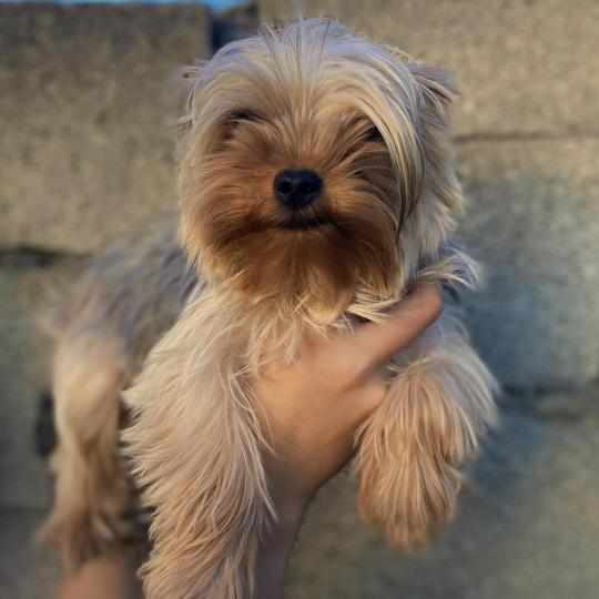 Aimy Femelle Yorkshire terrier