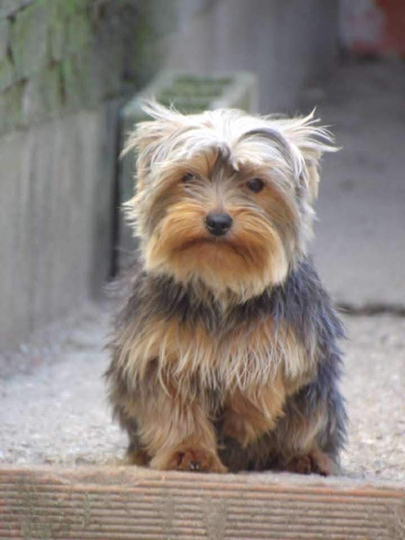 Dior Femelle Yorkshire terrier